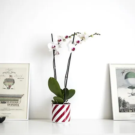 Lovely Sempione Apartment-2